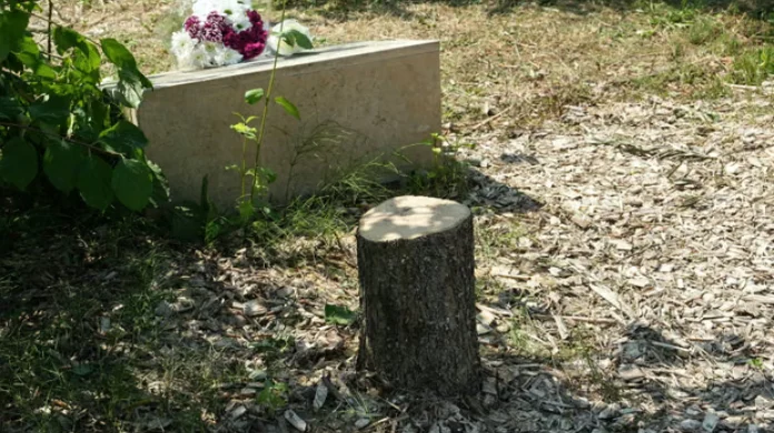 Emmanuel Macron dénonce la haine antisémite après l’abattage de l’arbre mémorial